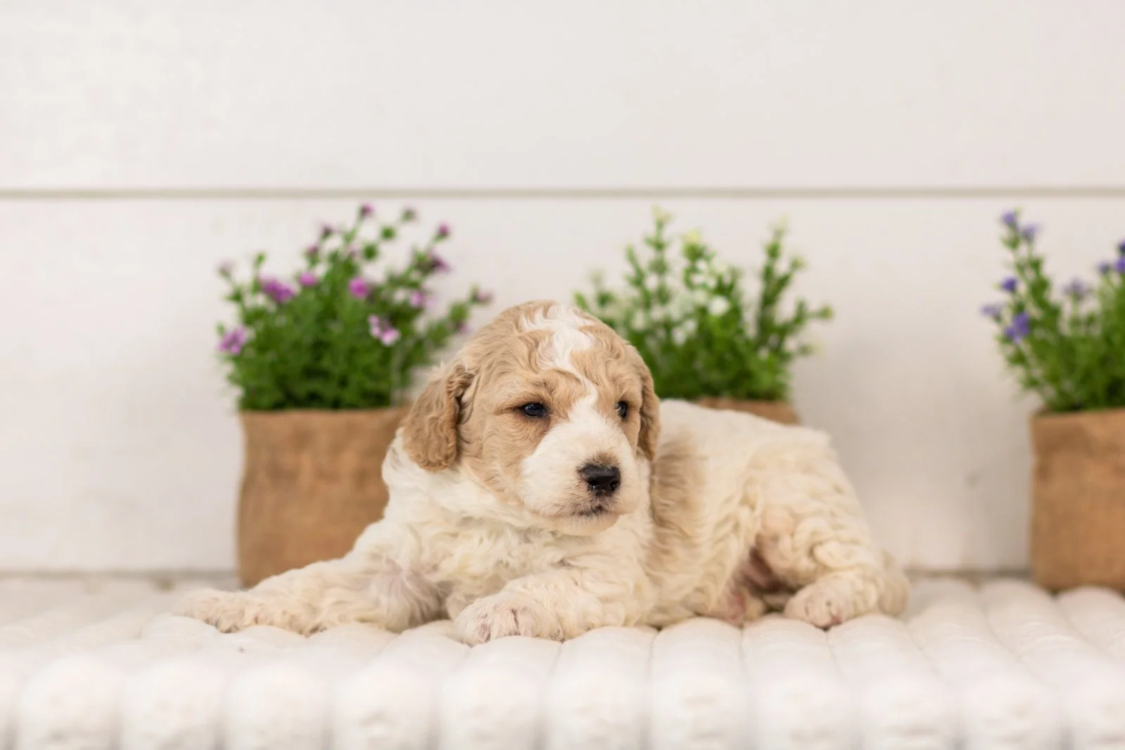 Dirby goldendoodle for sale(1).jpg