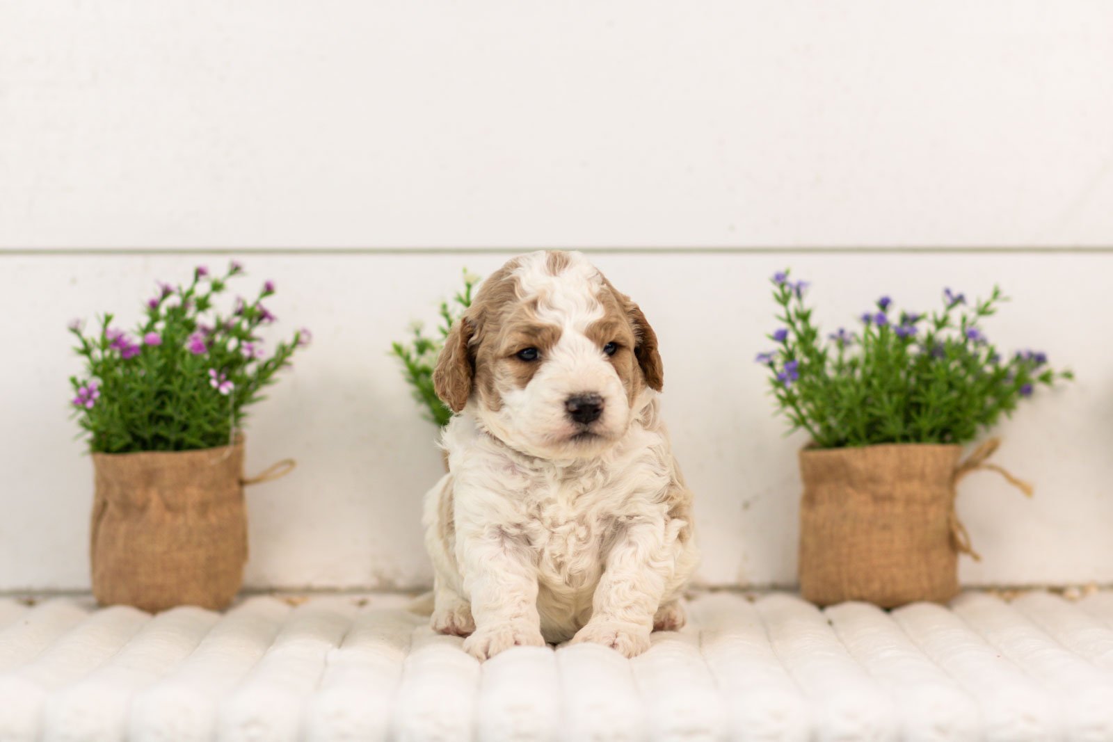 Drake goldendoodle for sale.jpg