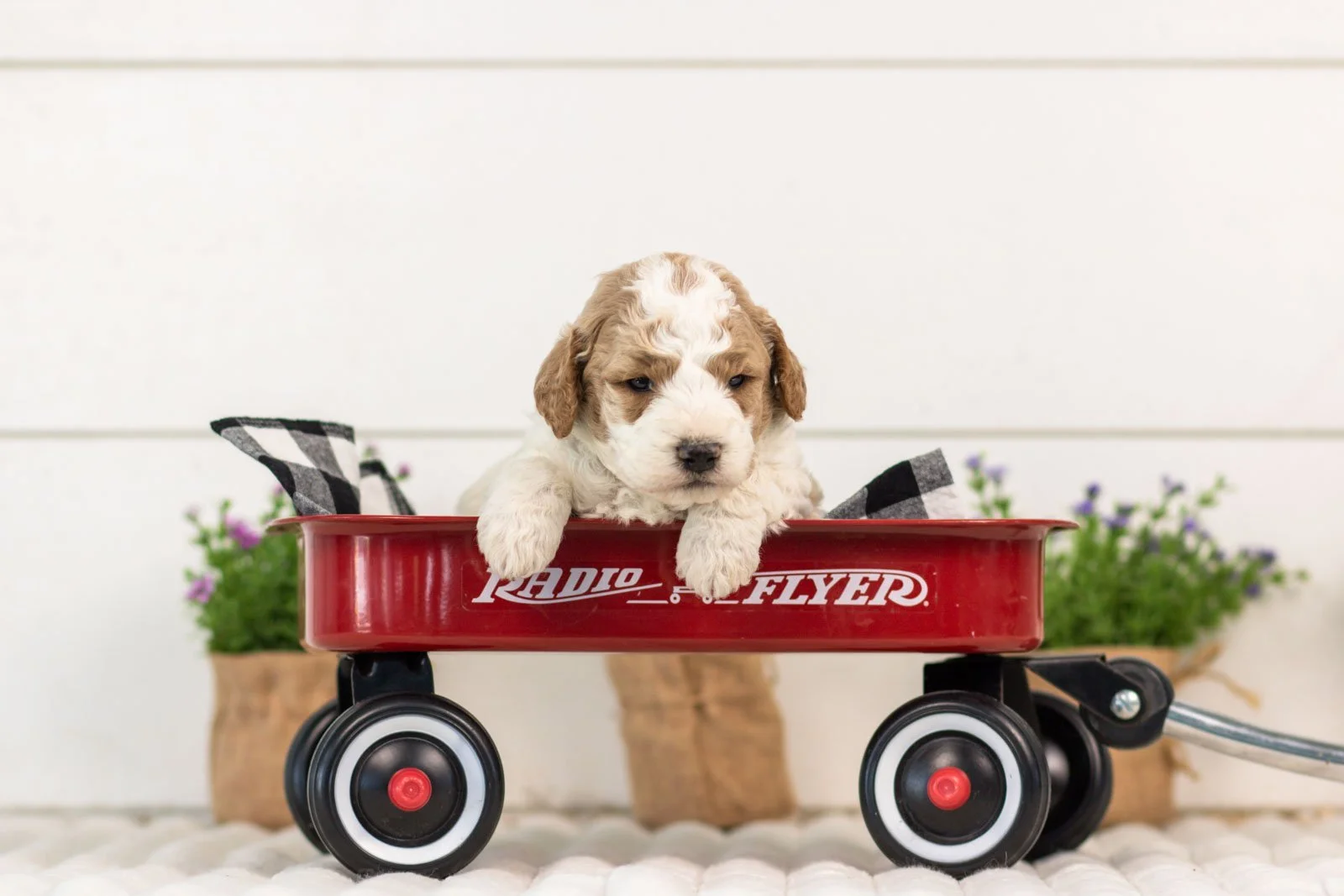 Drake goldendoodle for sale(2).jpg