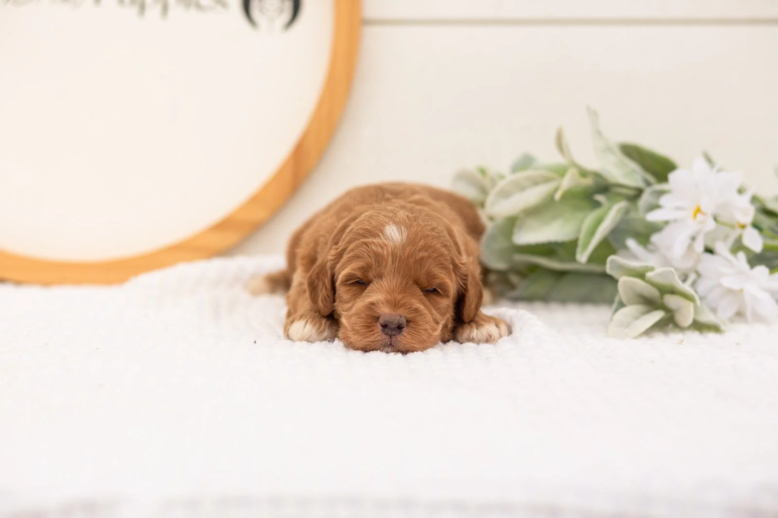 Brave goldendoodle for sale.jpg