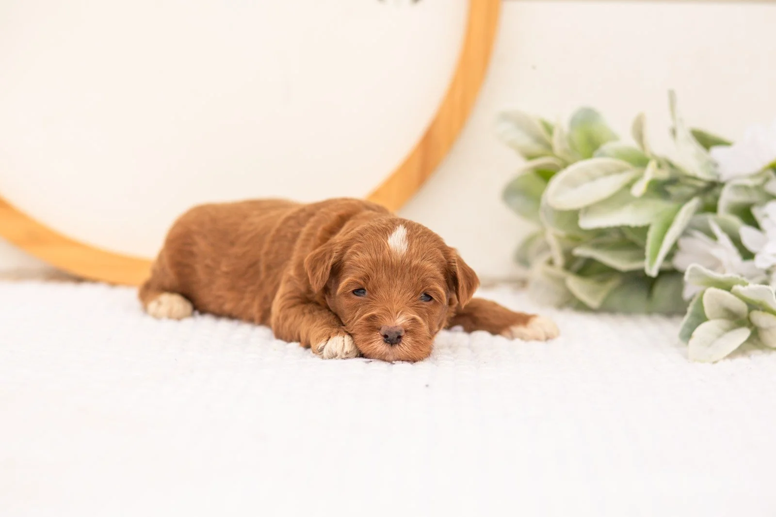 Vale goldendoodle for sale(1).jpg