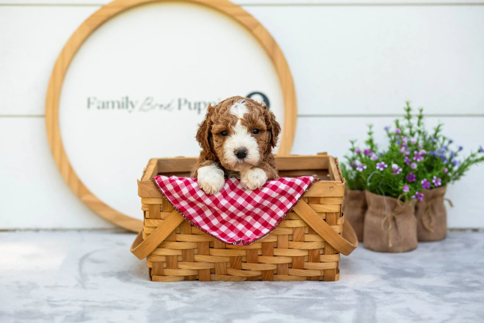 Basil goldendoodle for sale(5).jpg