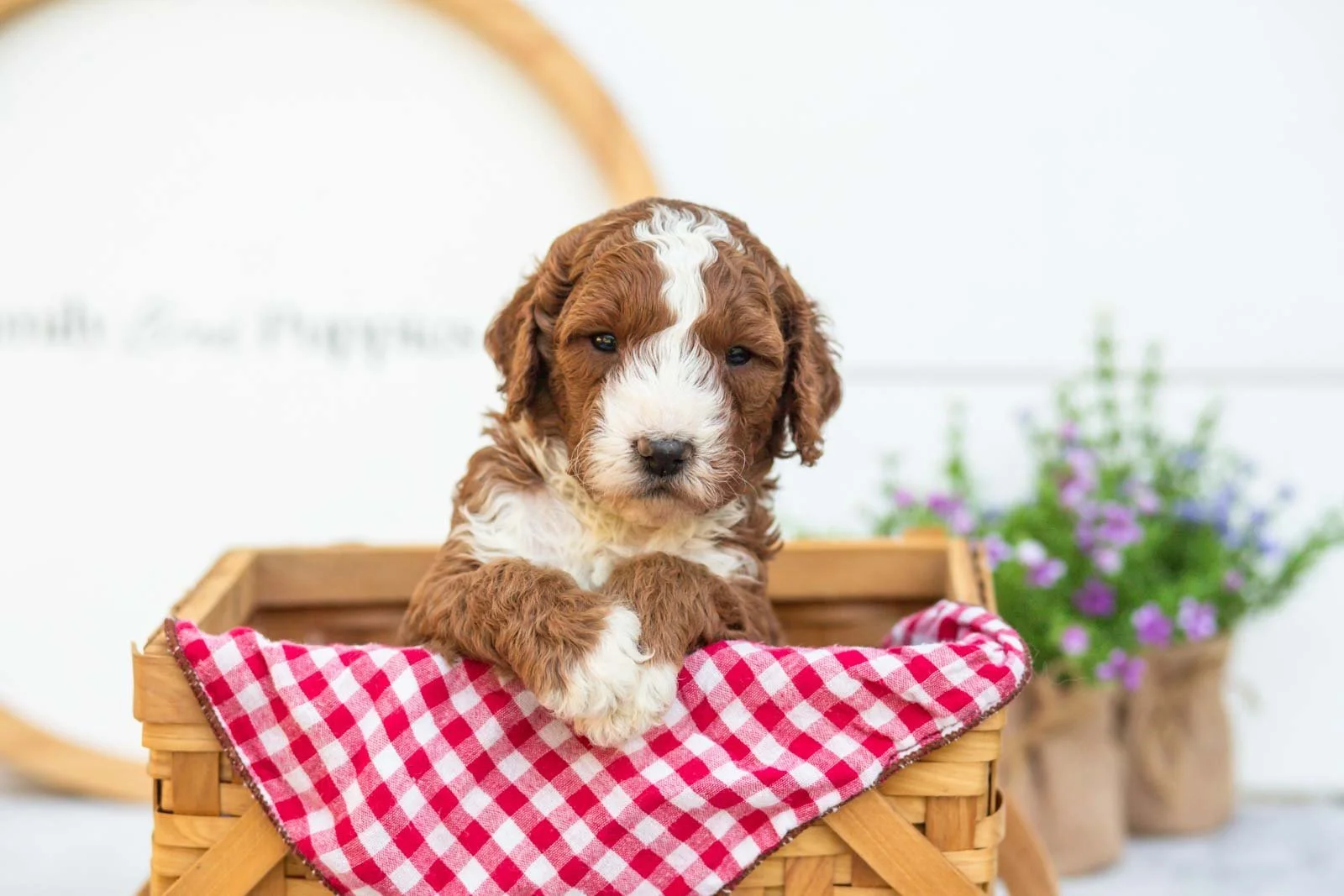 Nutmeg goldendoodle for sale..jpg