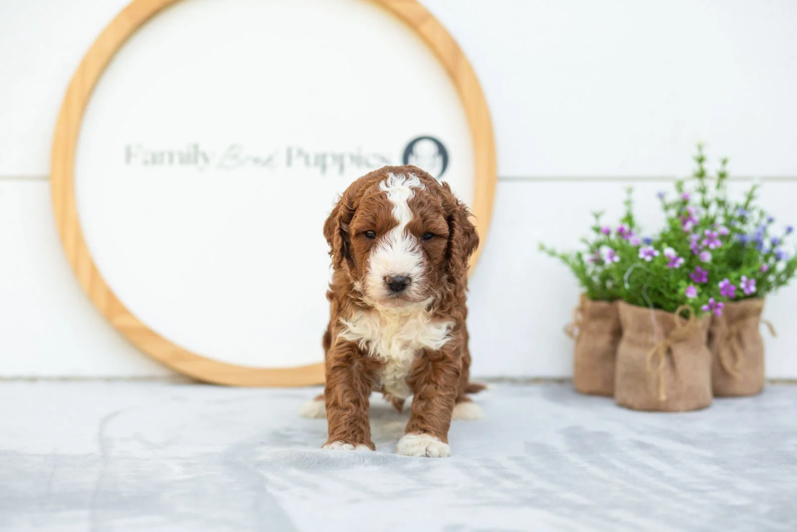 Nutmeg goldendoodle for sale.jpg