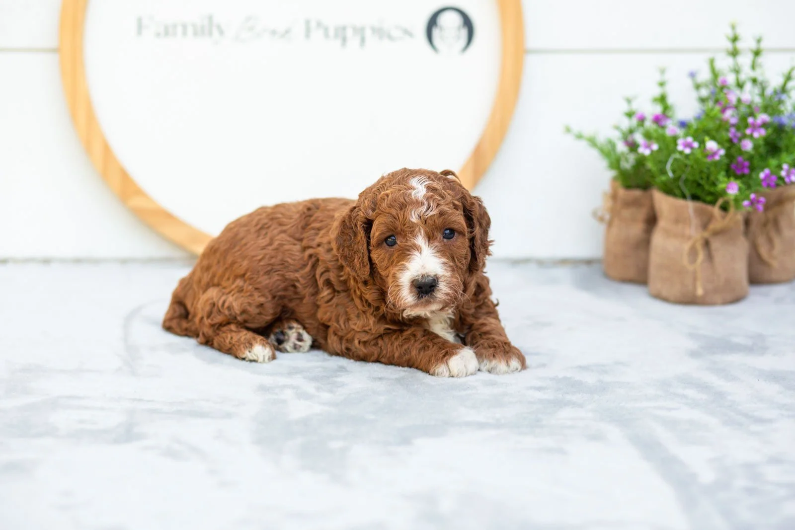 Sage goldendoodle for sale(1).jpg