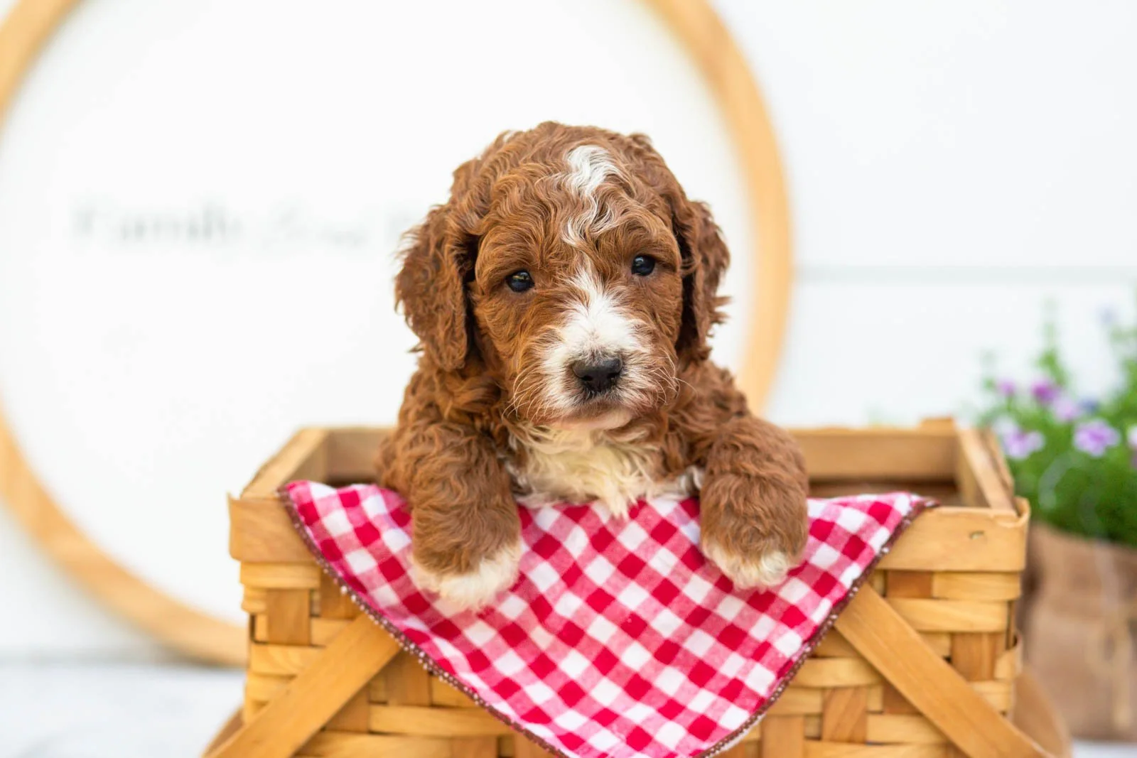 Sage goldendoodle for sale(3).jpg