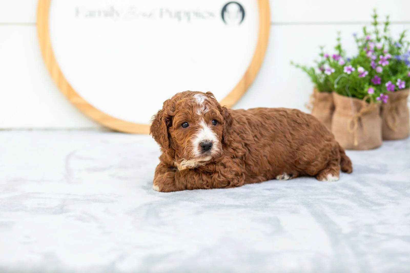 Sage goldendoodle for sale(2).jpg