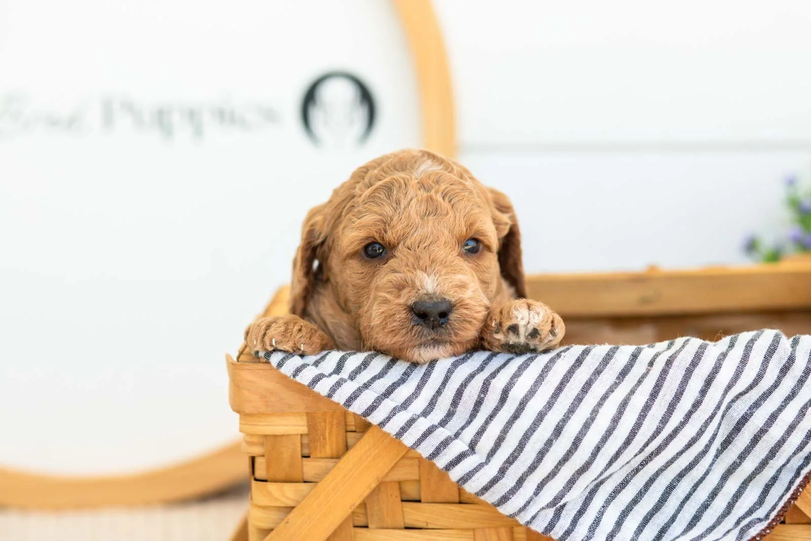 Breeze golendoodle for sale(3).jpg