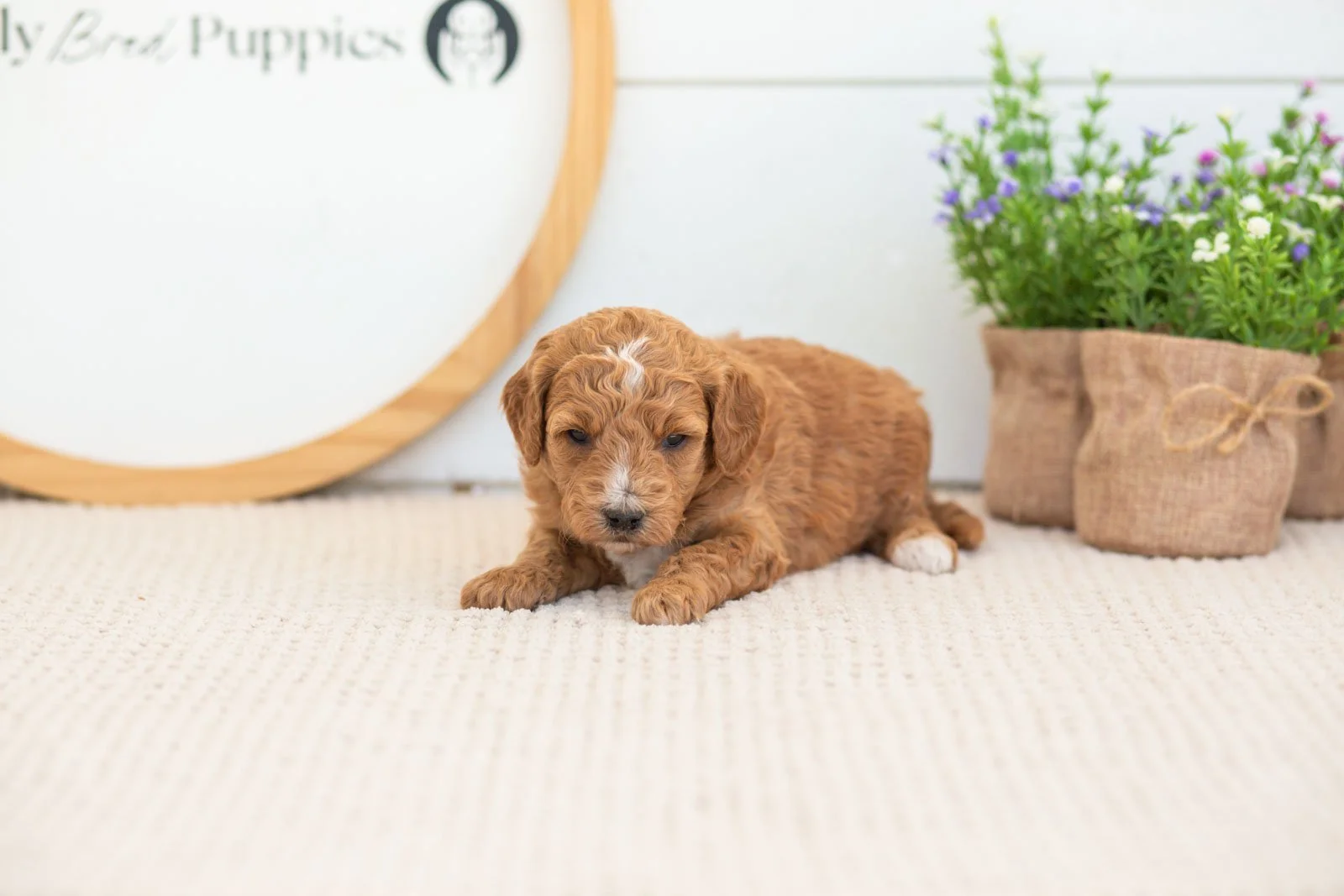 Sky golendoodle for sale(2).jpg