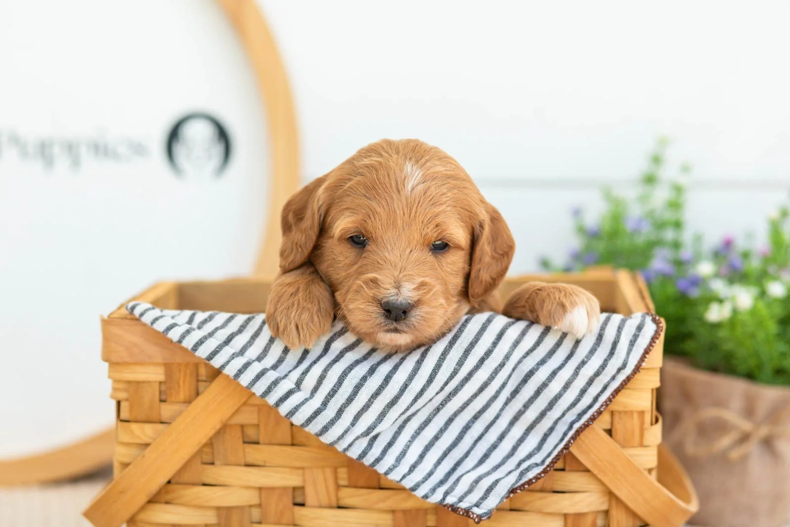 Stormy golendoodle for sale(3).jpg