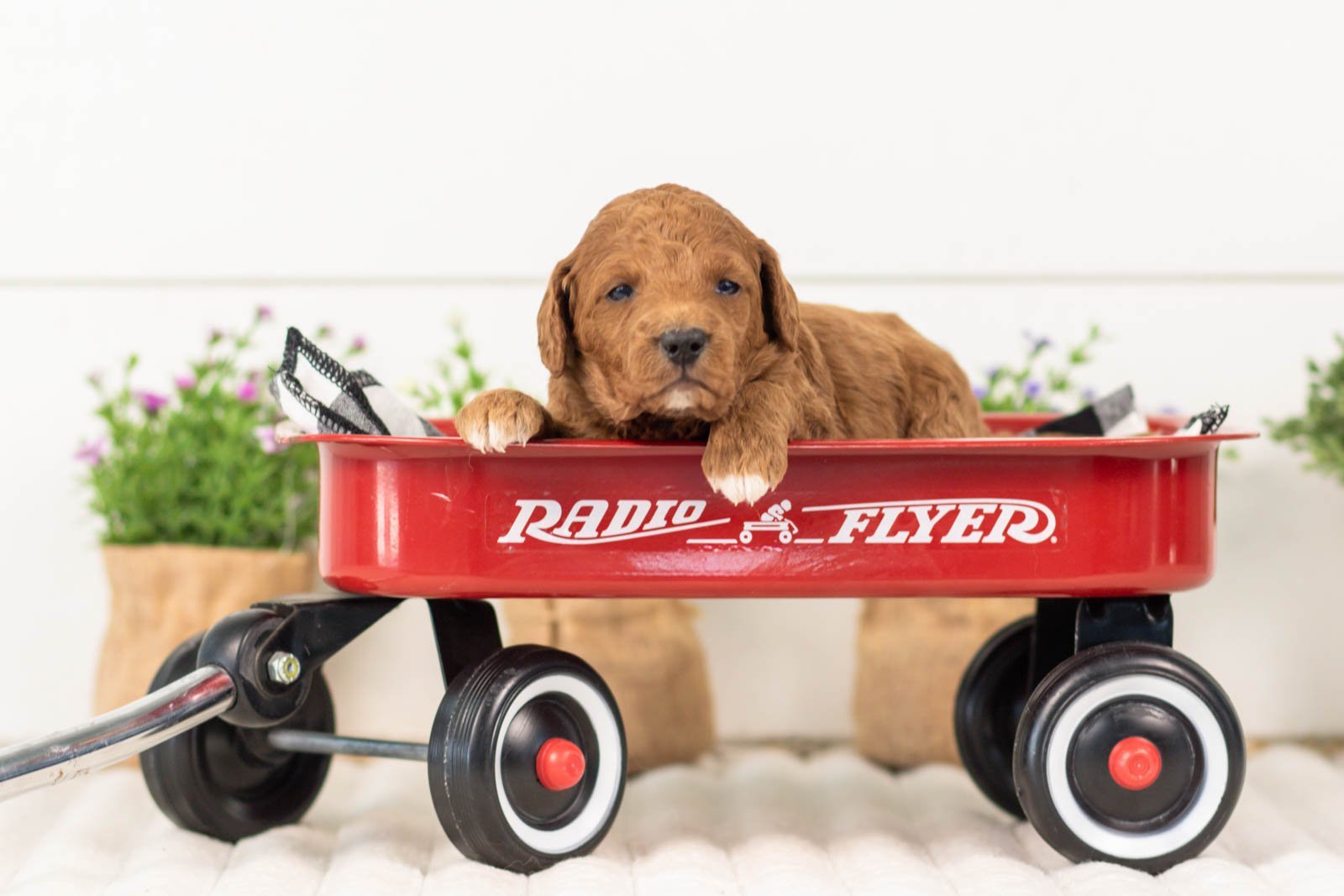 lexy goldendoodle for sale(2).jpg
