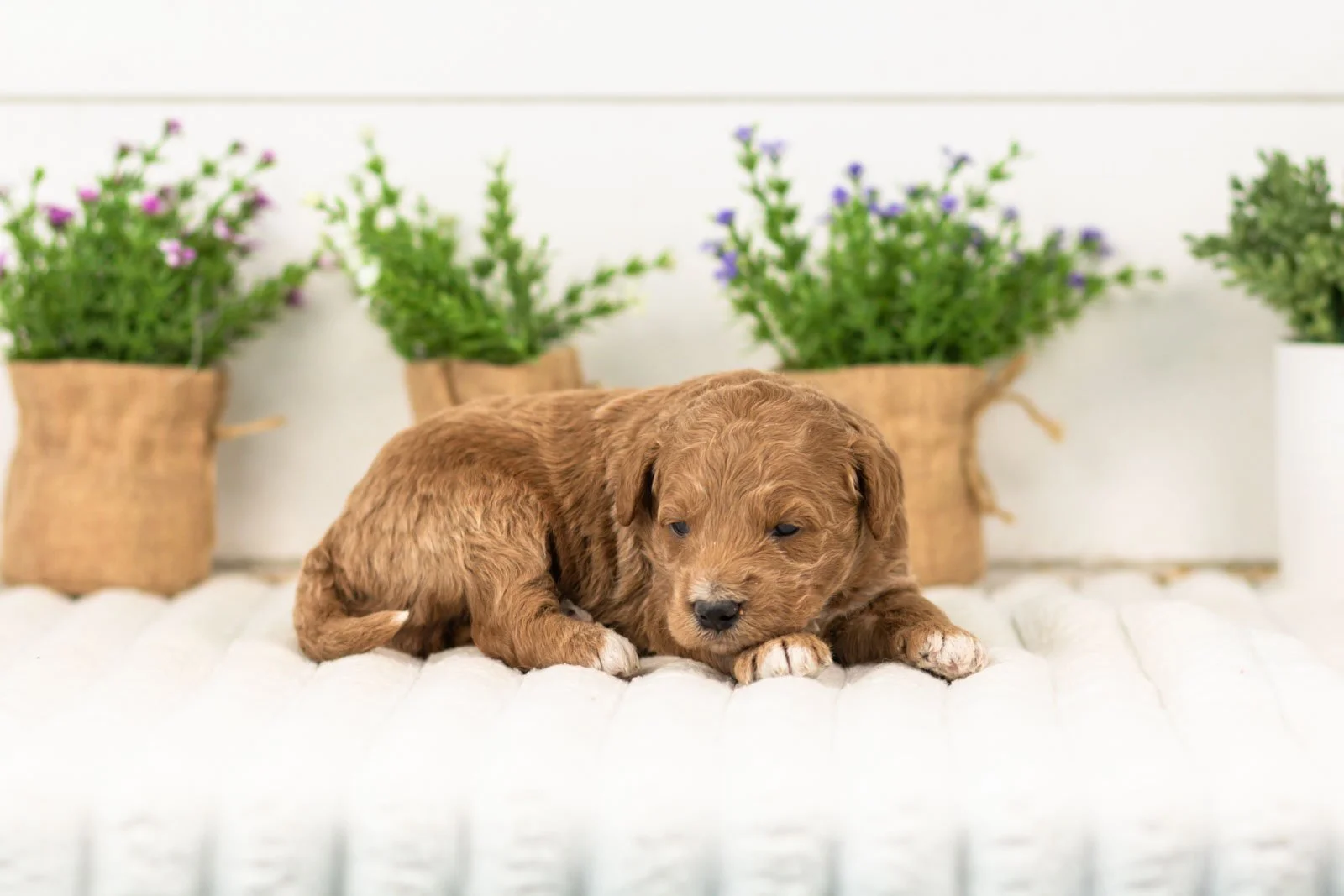 levi goldendoodle for sale(1).jpg