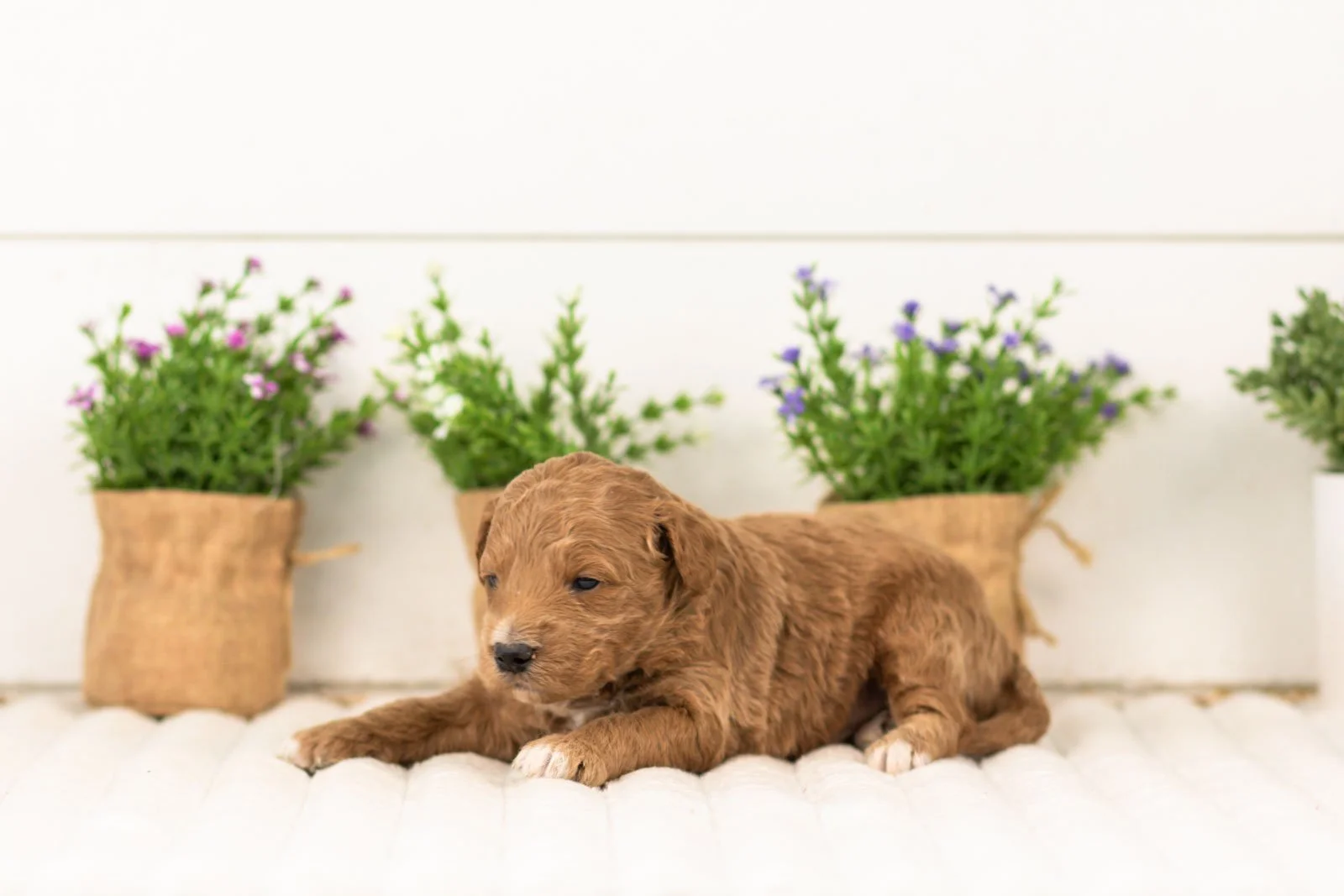 levi goldendoodle for sale(2).jpg