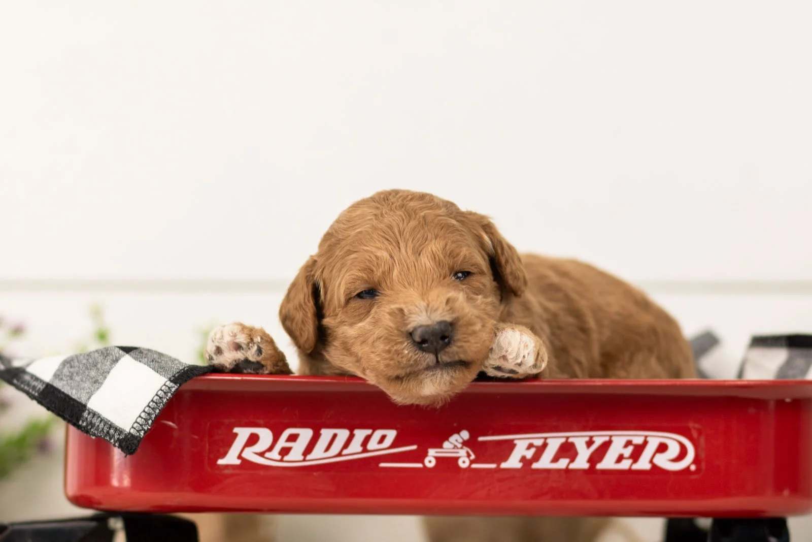 levi goldendoodle for sale(4).jpg
