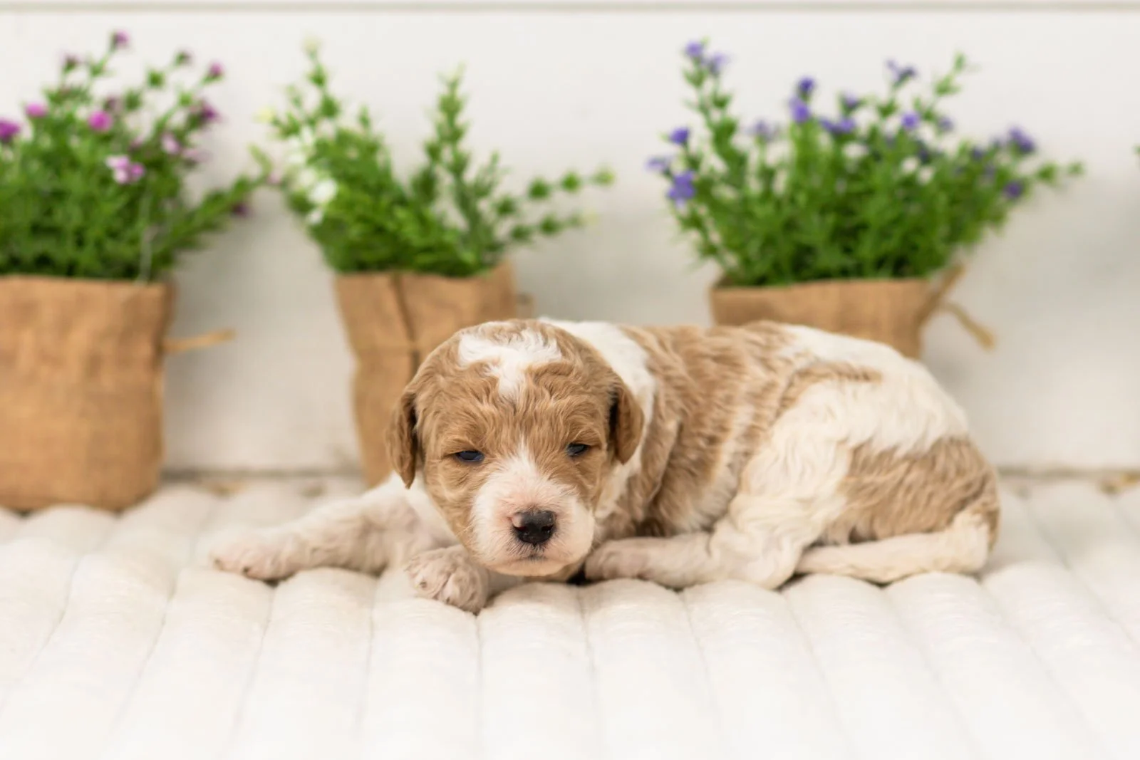 luca goldendoodle for sale(1).jpg