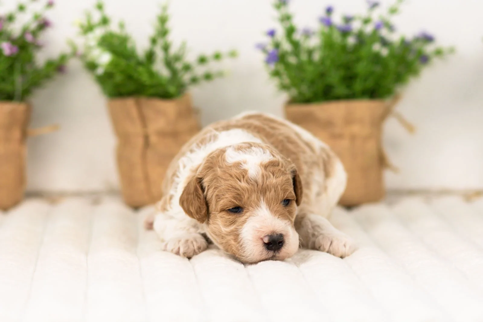 luca goldendoodle for sale(2).jpg