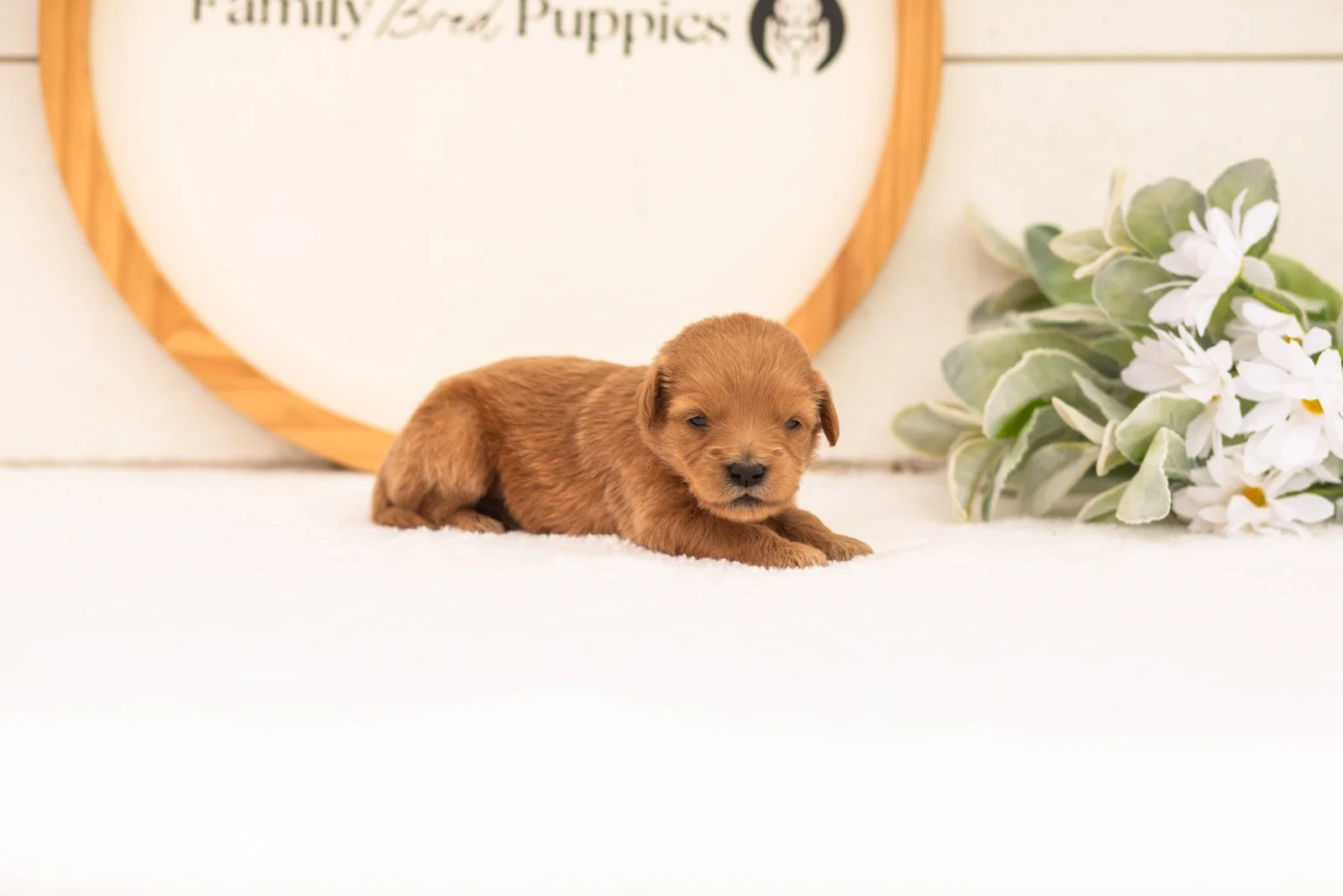 Ellie goldendoodle for sale.jpg