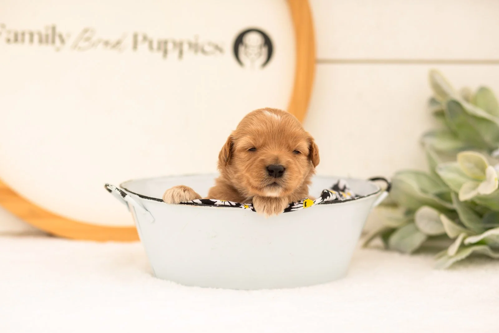 Emilia goldendoodle for sale(2).jpg