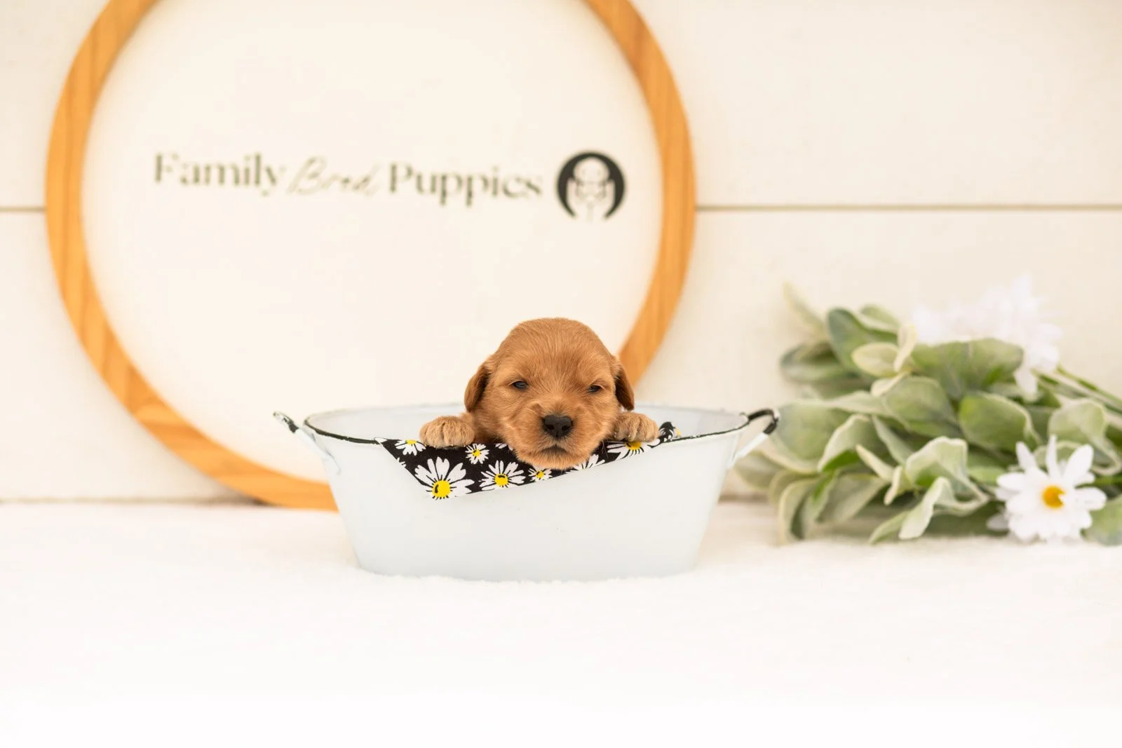 Esme goldendoodle for sale(3).jpg