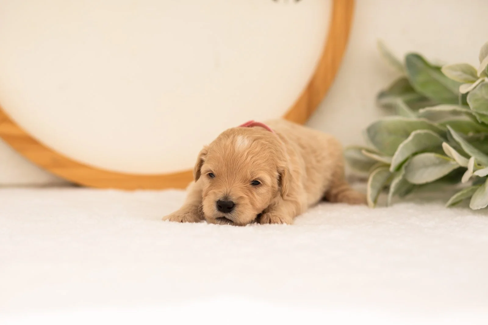 Eva goldendoodle for sale.jpg