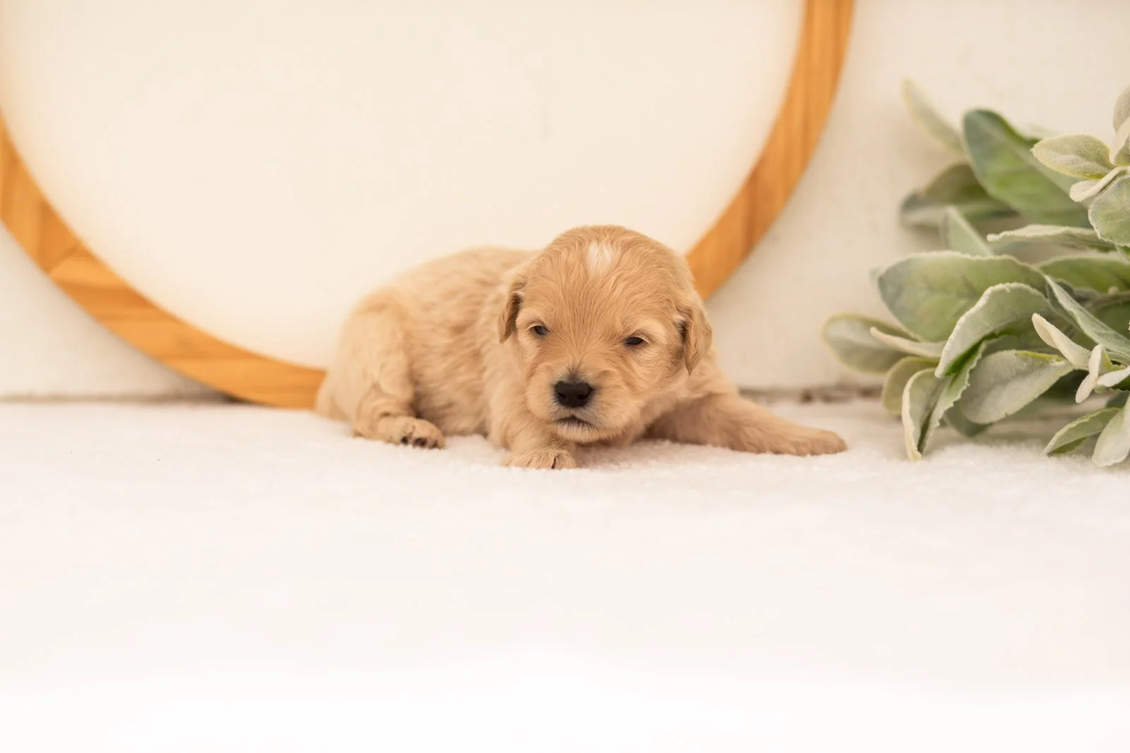 Eva goldendoodle for sale(1).jpg