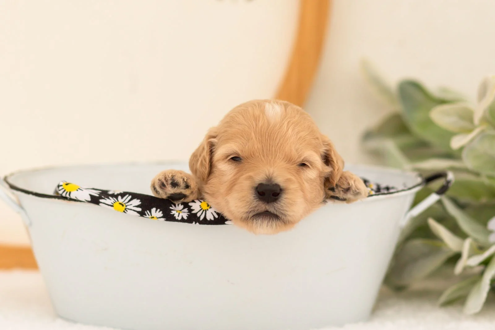 Eva goldendoodle for sale(3).jpg