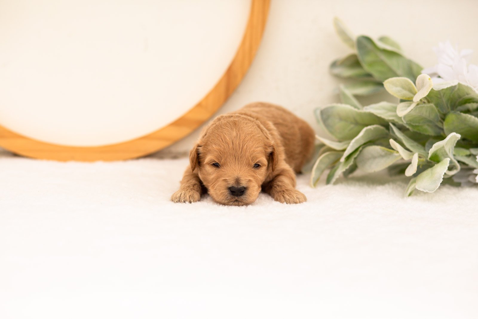 Easton goldendoodle for sale.jpg