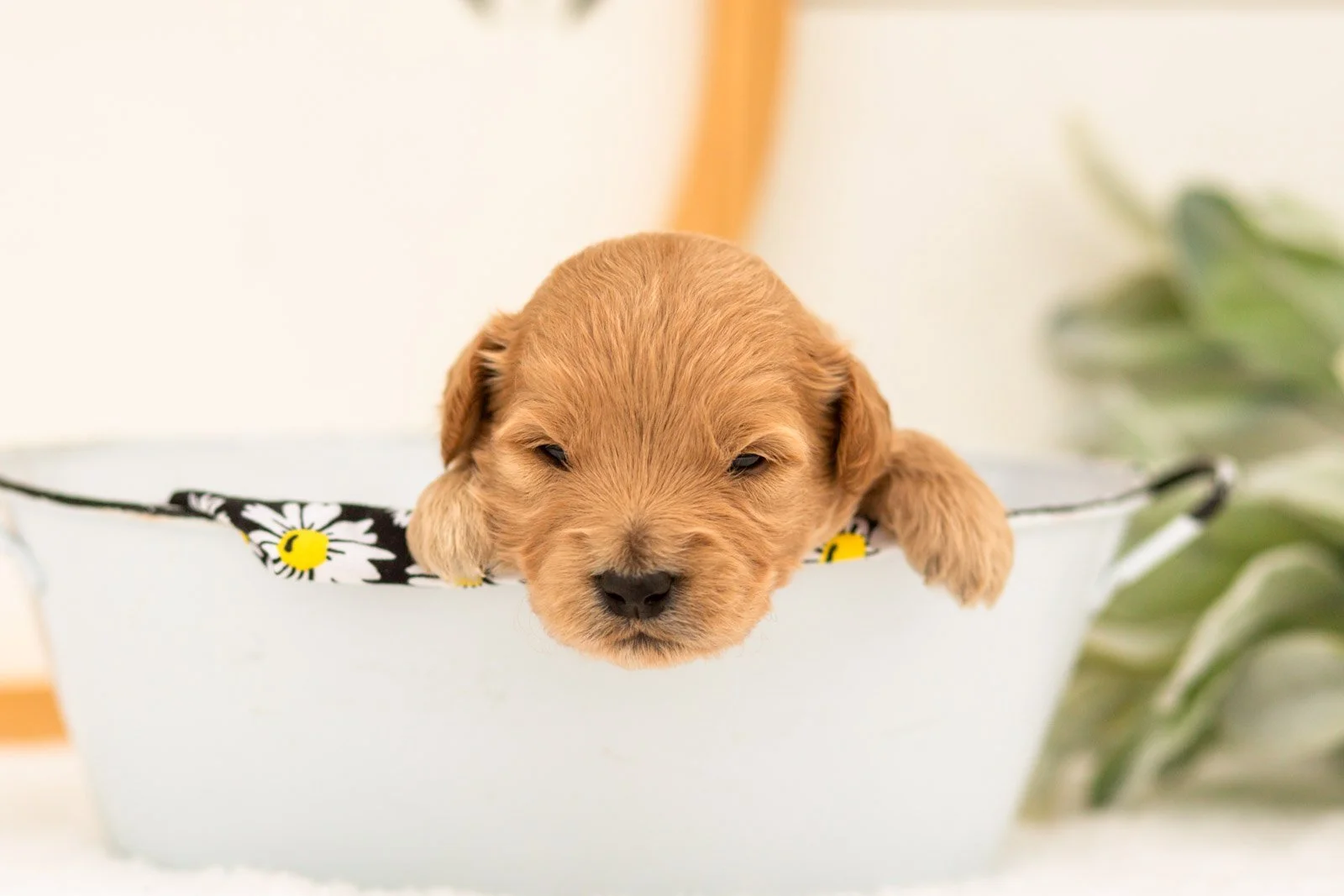 Easton goldendoodle for sale(3).jpg