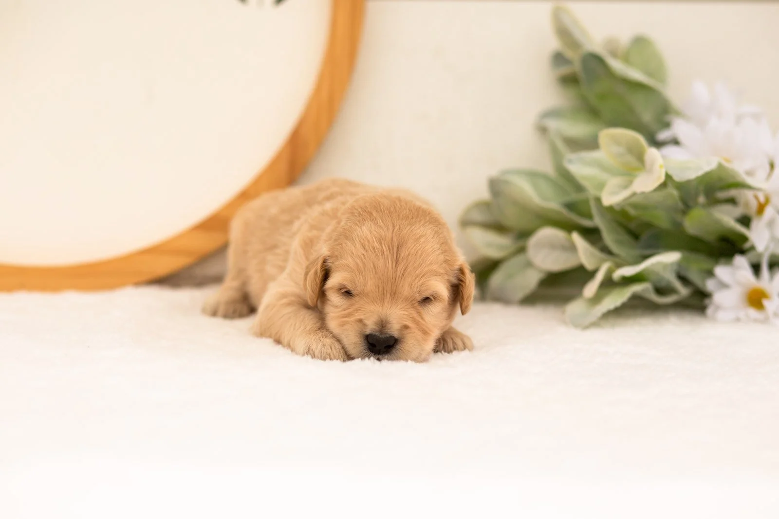 Emry goldendoodle for sale(1).jpg