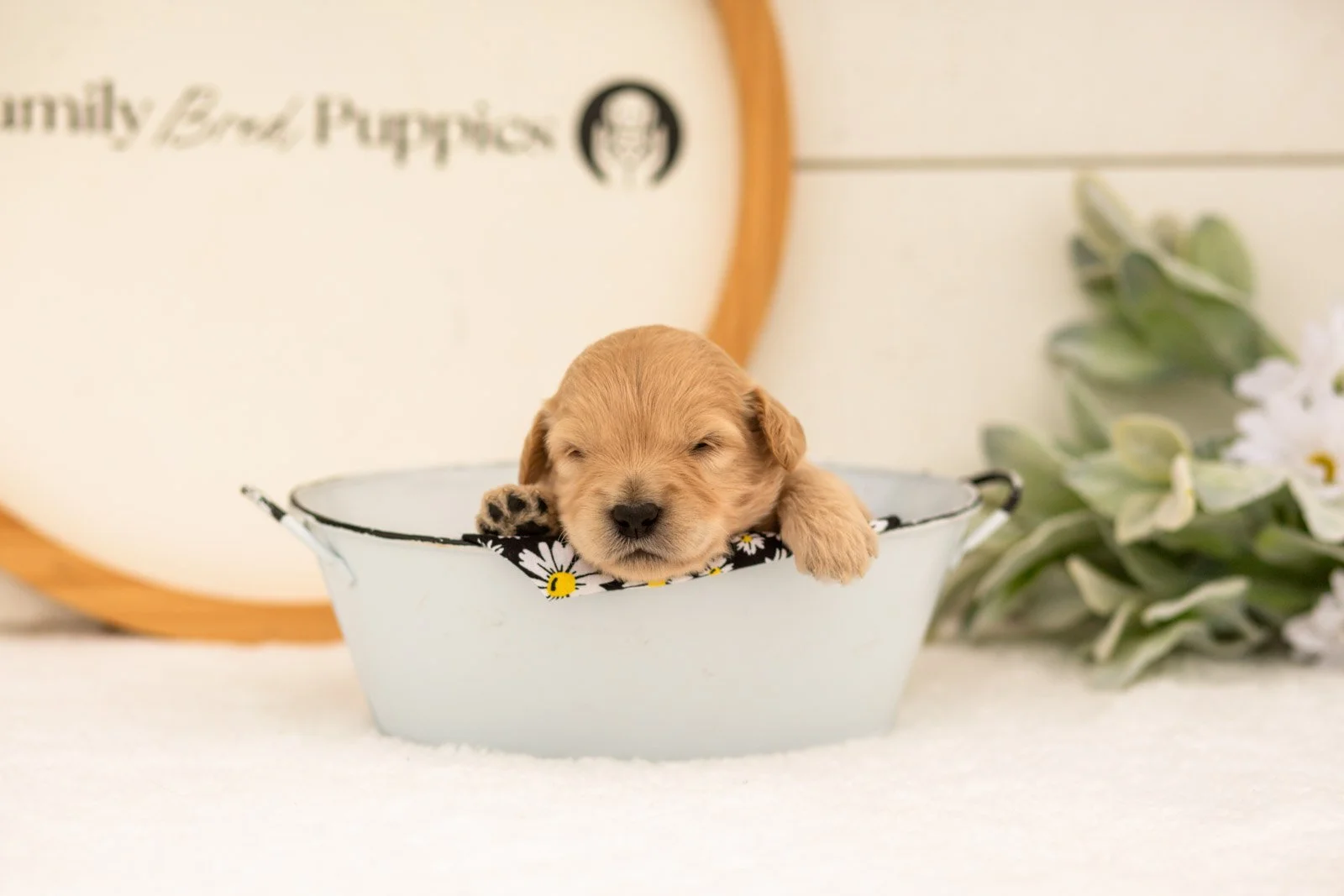 Emry goldendoodle for sale(2).jpg