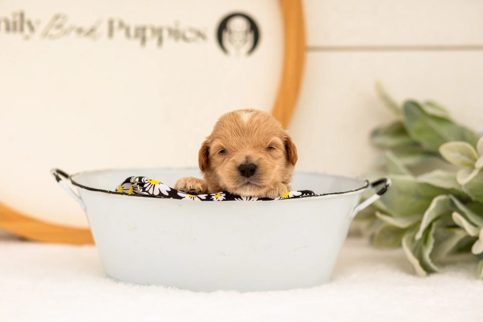 Ethan goldendoodle for sale(2).jpg