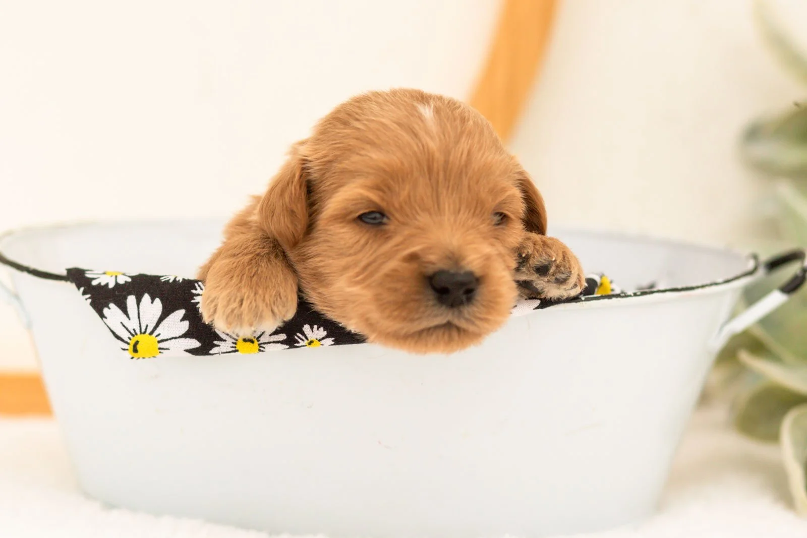 Evan goldendoodle for sale.jpg