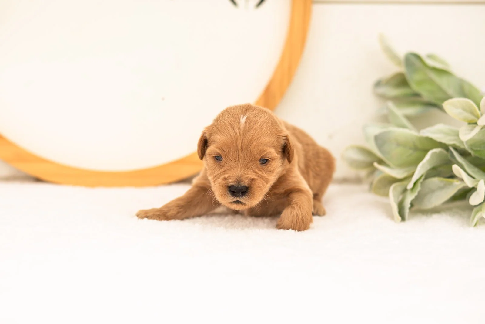 Evan goldendoodle for sale.(2).jpg