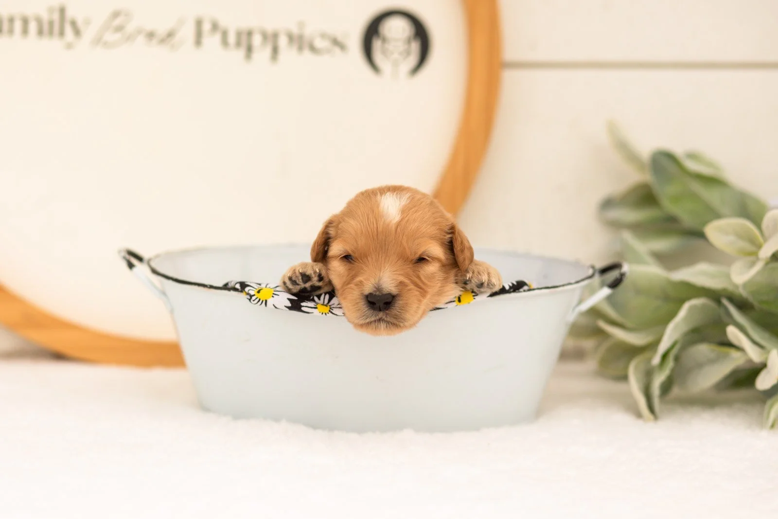 Ezra goldendoodle for sale..jpg