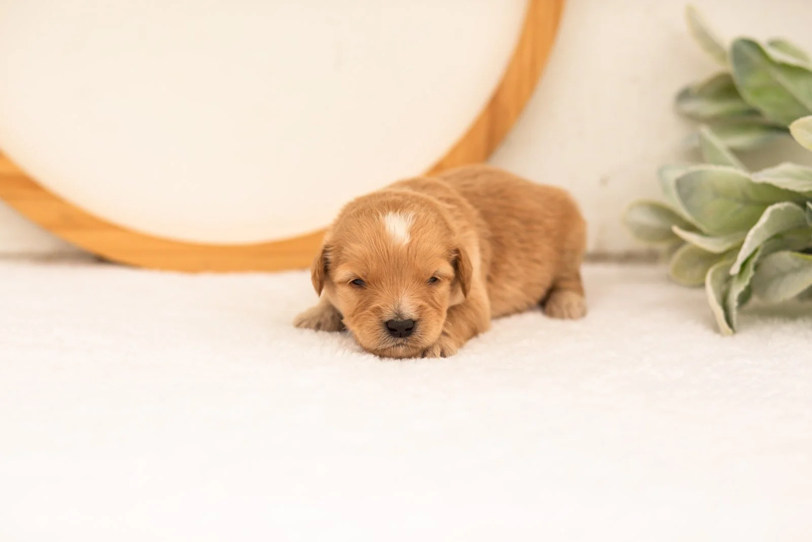 Ezra goldendoodle for sale(1).jpg