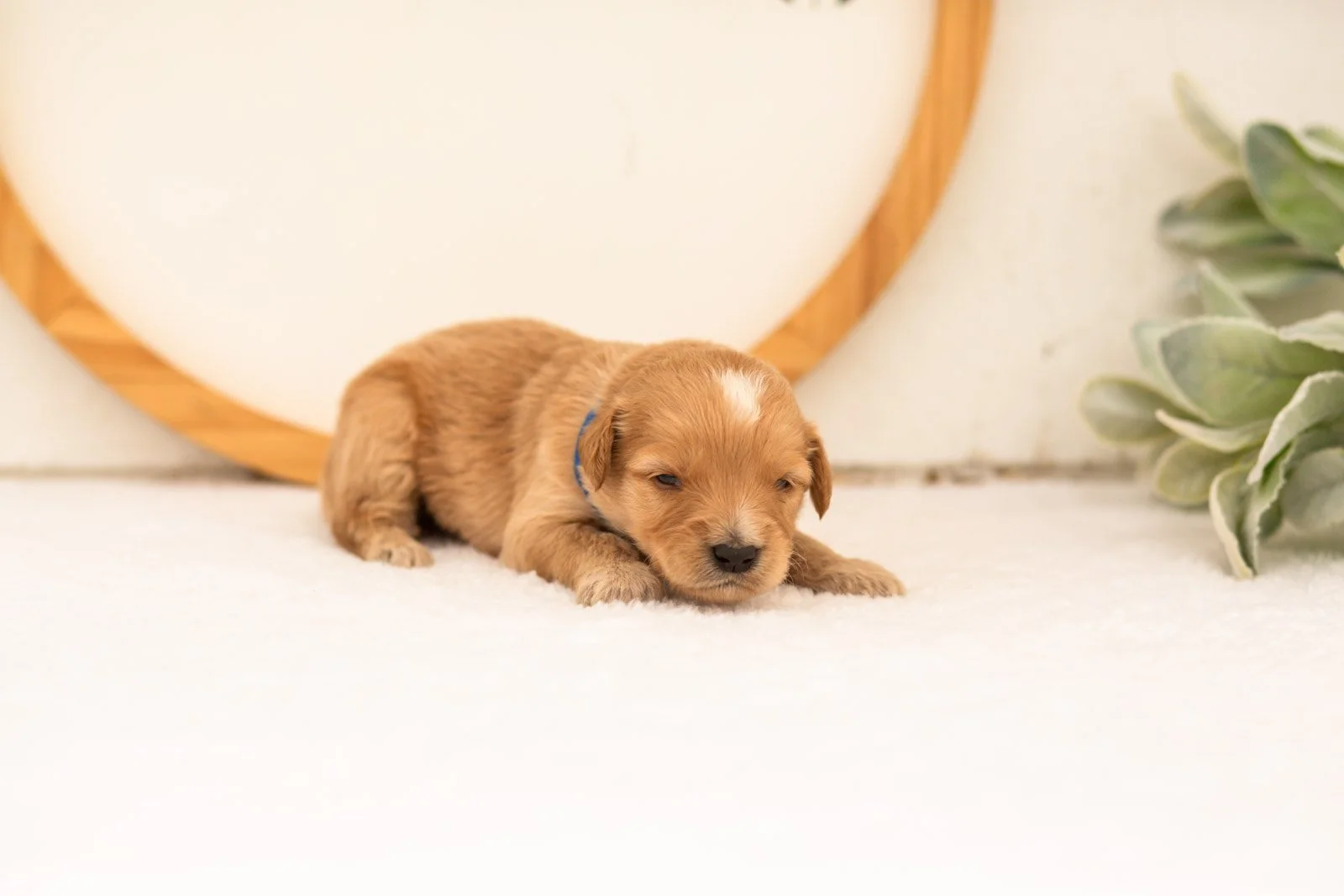 Ezra goldendoodle for sale(2).jpg