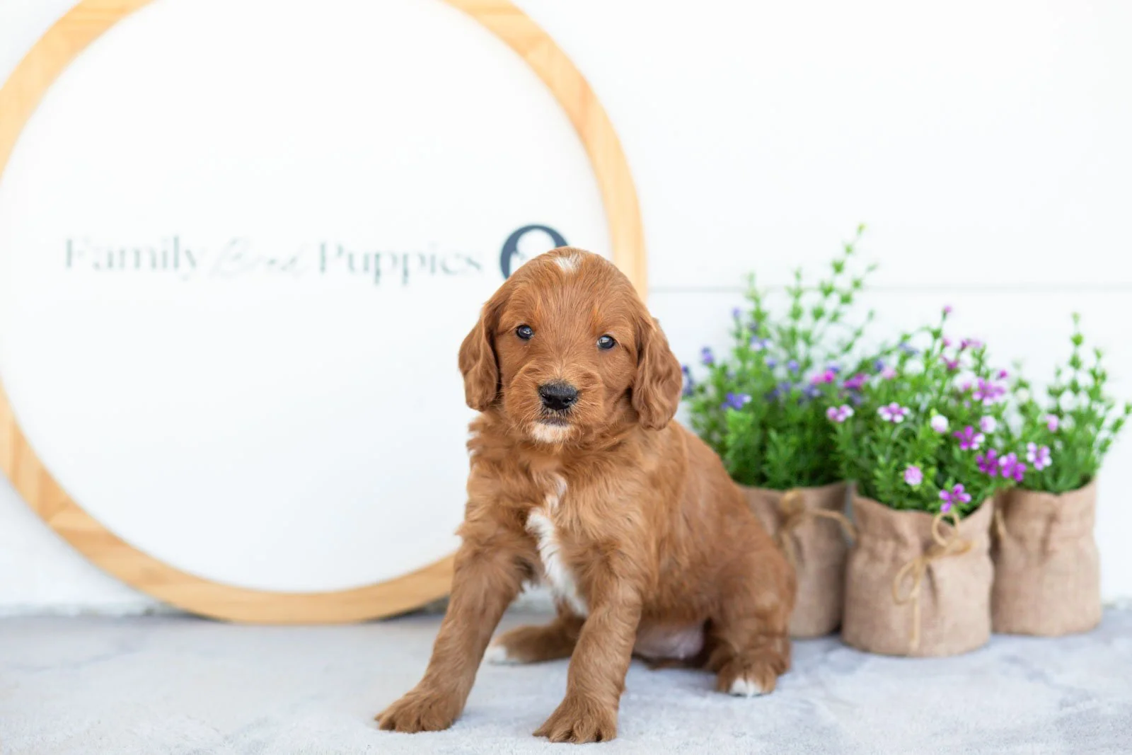 Eliza goldendoodle for sale(1).jpg