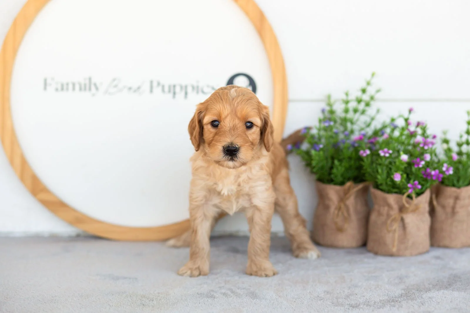 Maria goldendoodle for sale.jpg