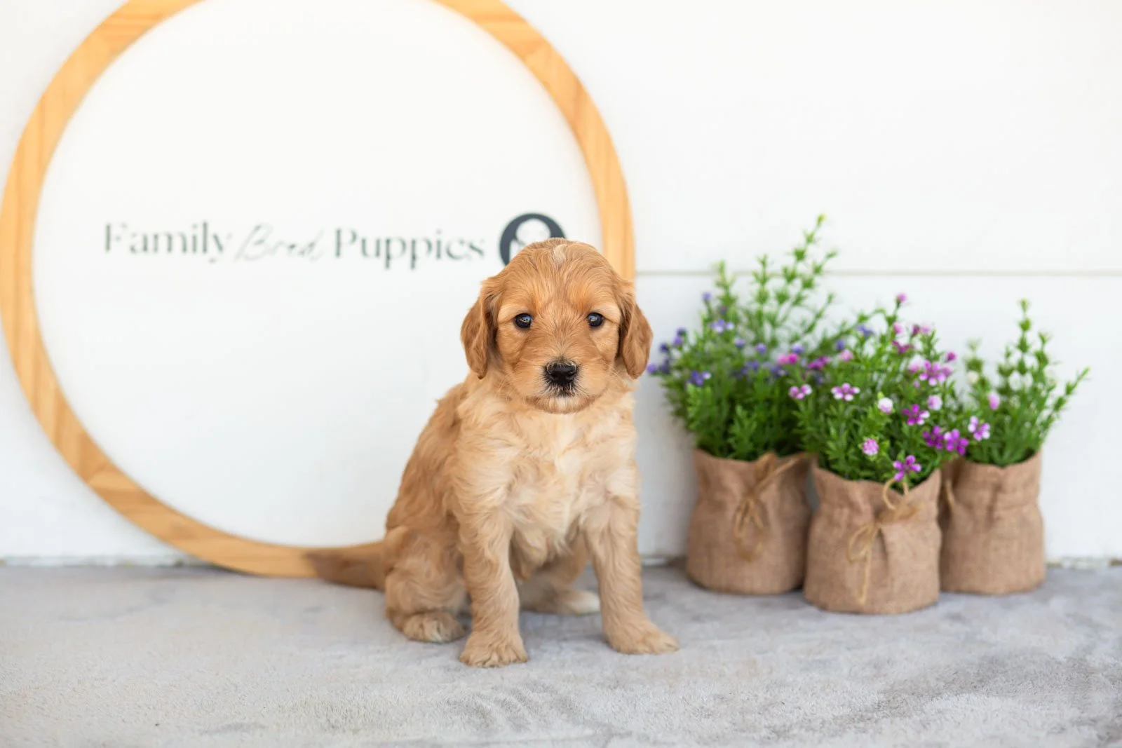 Maria goldendoodle for sale(1).jpg