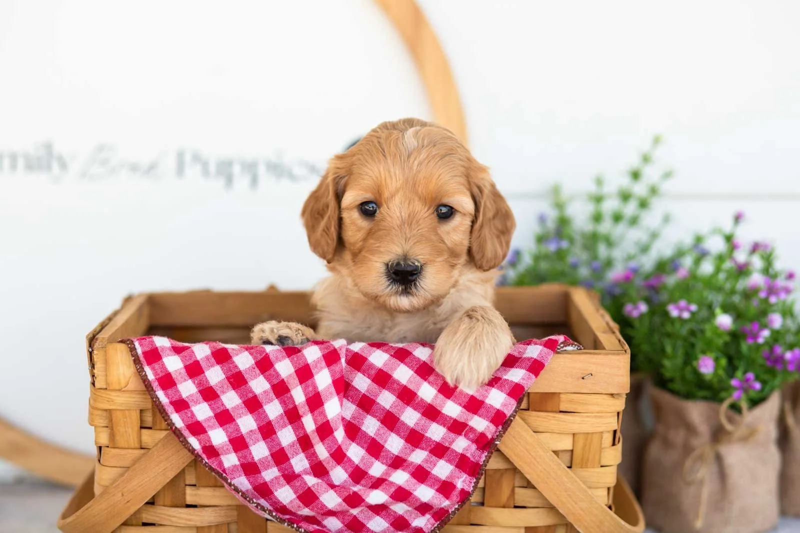 Maria goldendoodle for sale(2).jpg