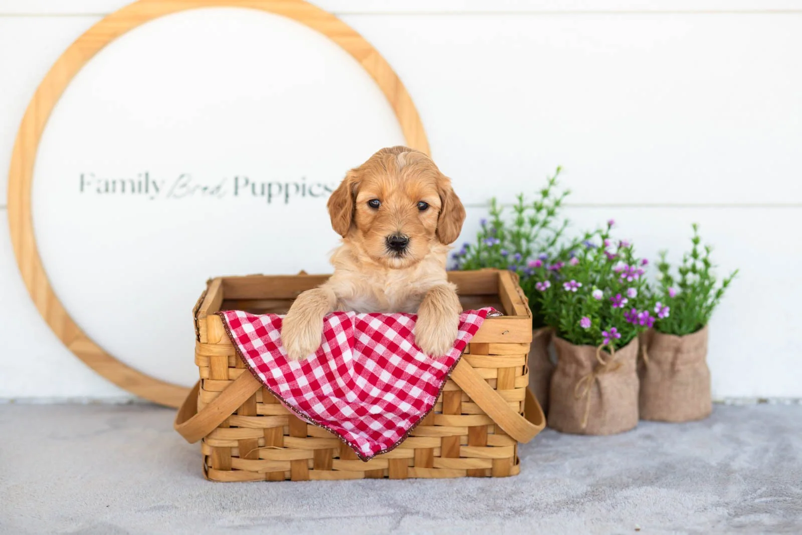 Maria goldendoodle for sale(3).jpg