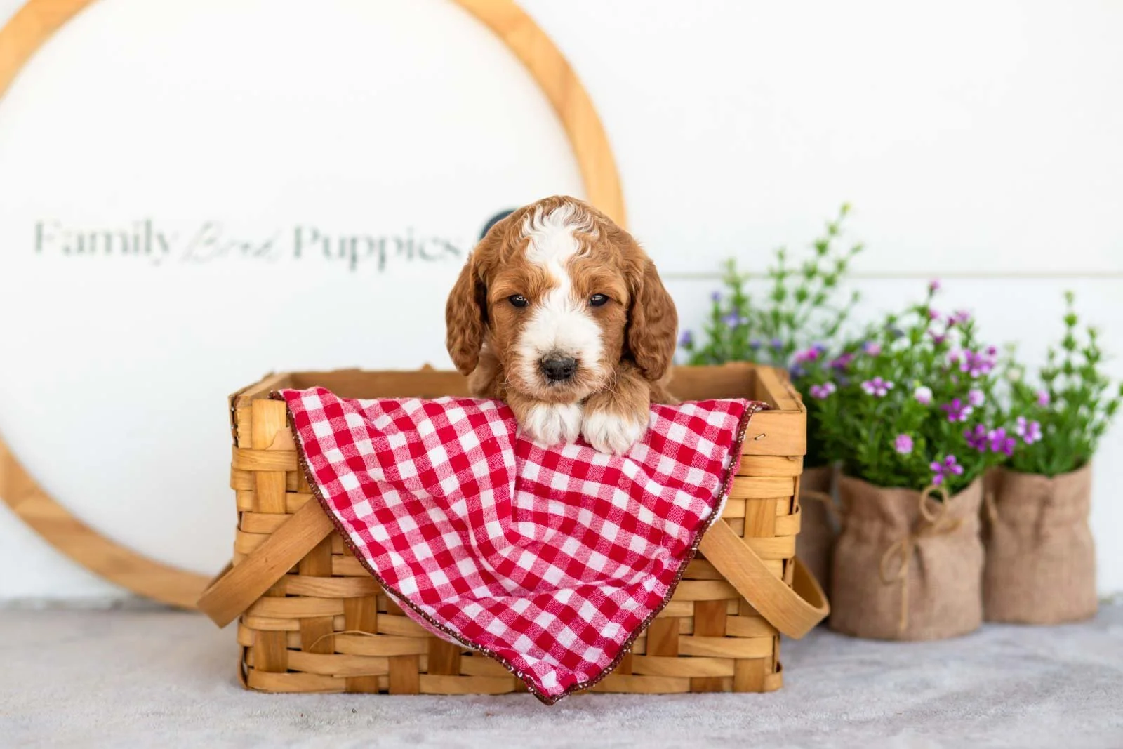 Peggy goldendoodle for sale(4).jpg