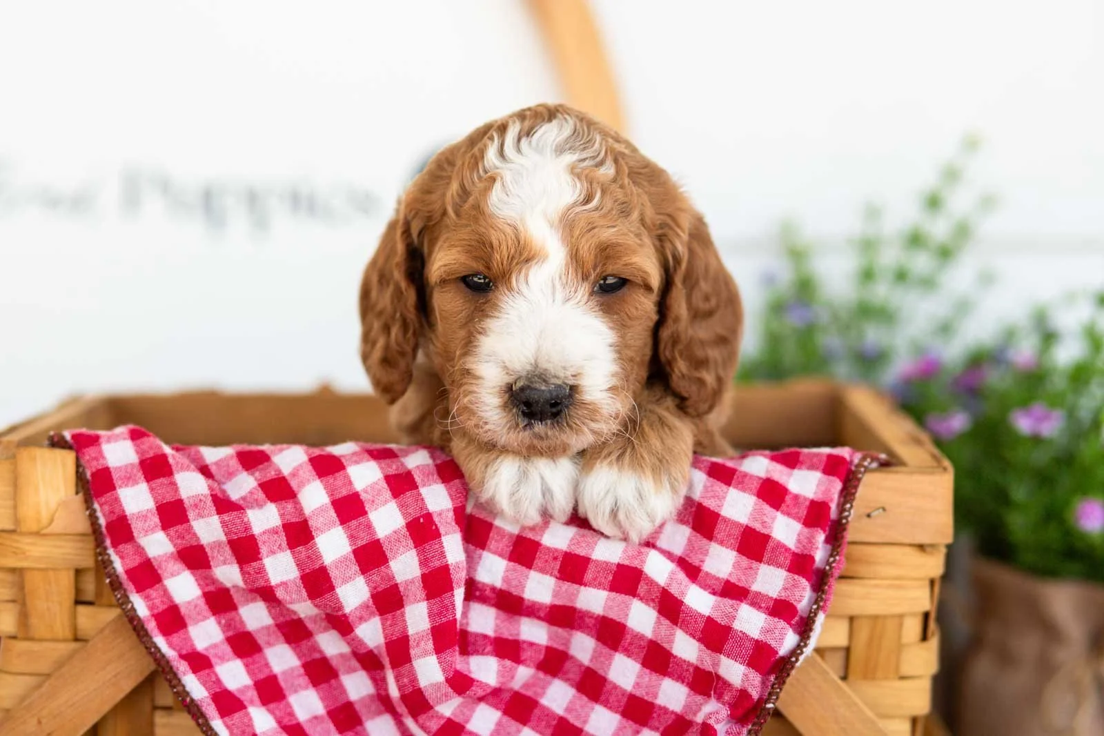 Peggy goldendoodle for sale(3).jpg