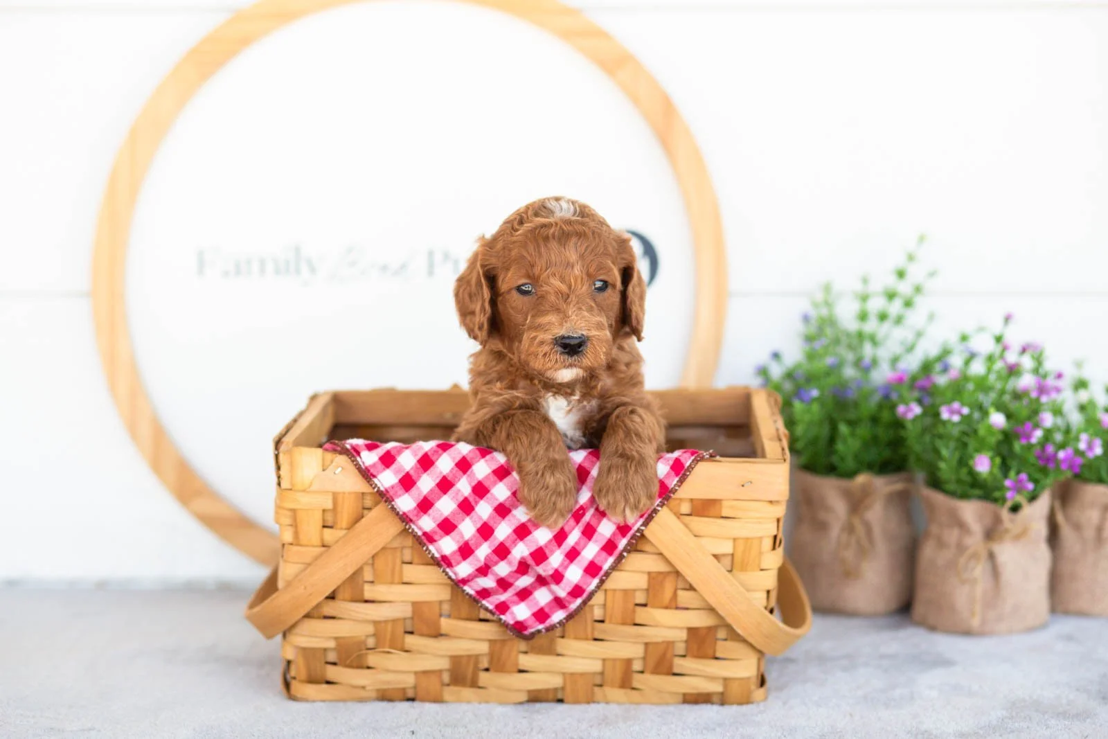Alex goldendoodle for sale(4).jpg
