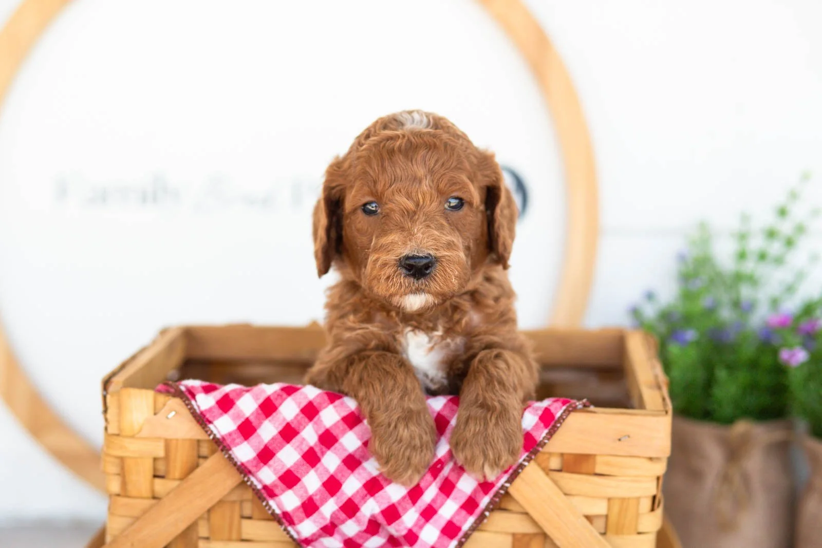 Alex goldendoodle for sale(3).jpg