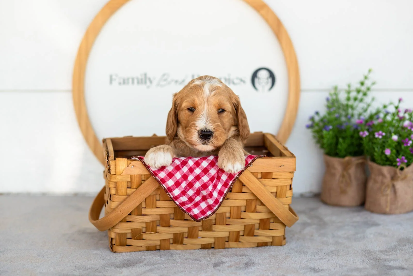 Burr goldendoodle for sale(3).jpg