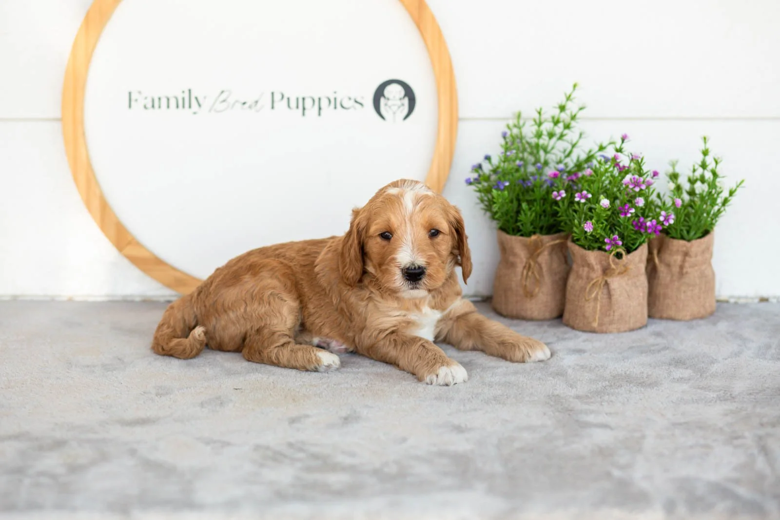 Burr goldendoodle for sale.jpg