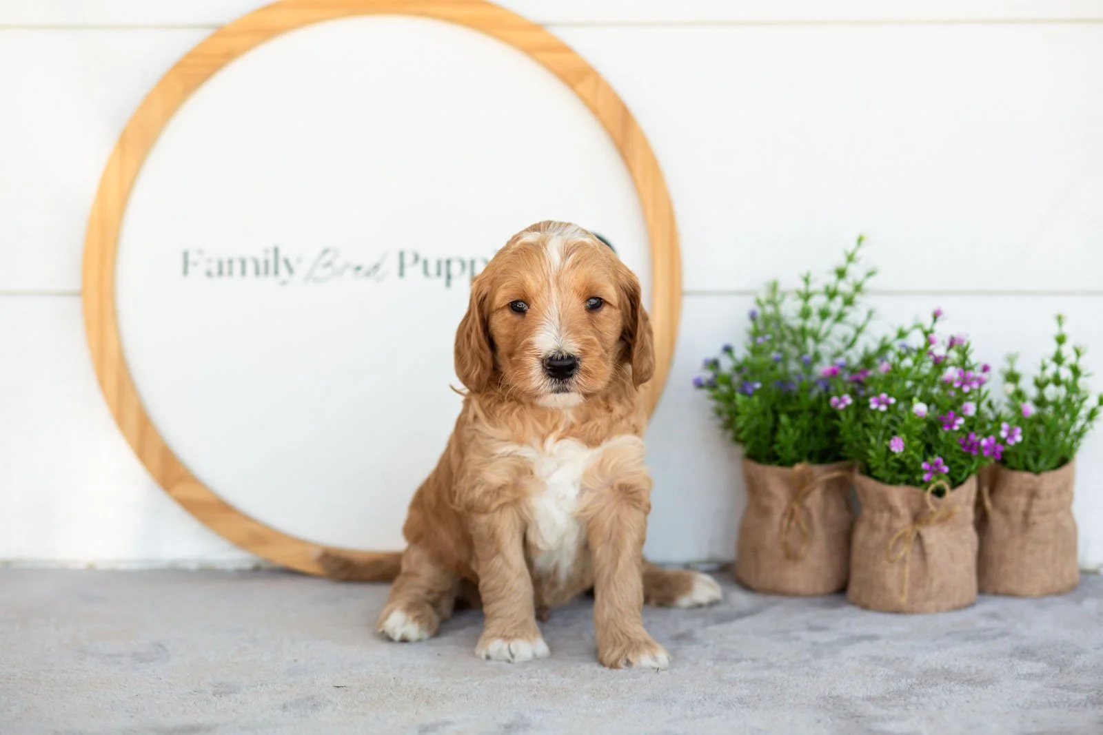 Burr goldendoodle for sale(1).jpg
