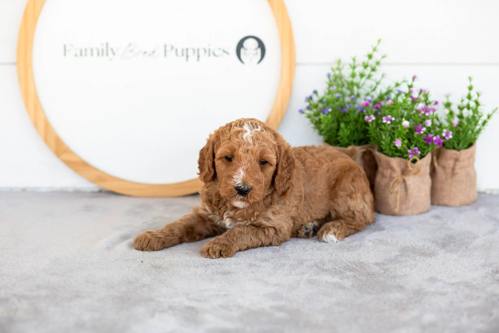 Ham goldendoodle for sale.jpg