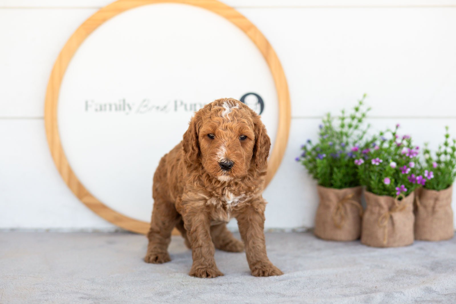 Ham goldendoodle for sale(1).jpg